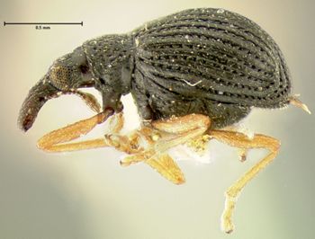 Media type: image;   Entomology 25092 Aspect: habitus lateral view